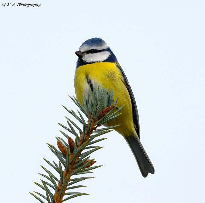 Instagram post by @meszaros_katalin_anna for UNICEF. Caption reads: Cyanistes caeruleus / Kék cinege / ℕ𝕚𝕜𝕠𝕟....