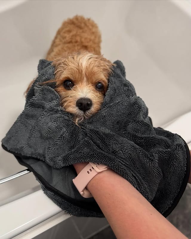 Instagram post by an influencer for Pet Wiz. Caption reads: [...] Fast Drying Loop Towel from @petwizuk 💦....