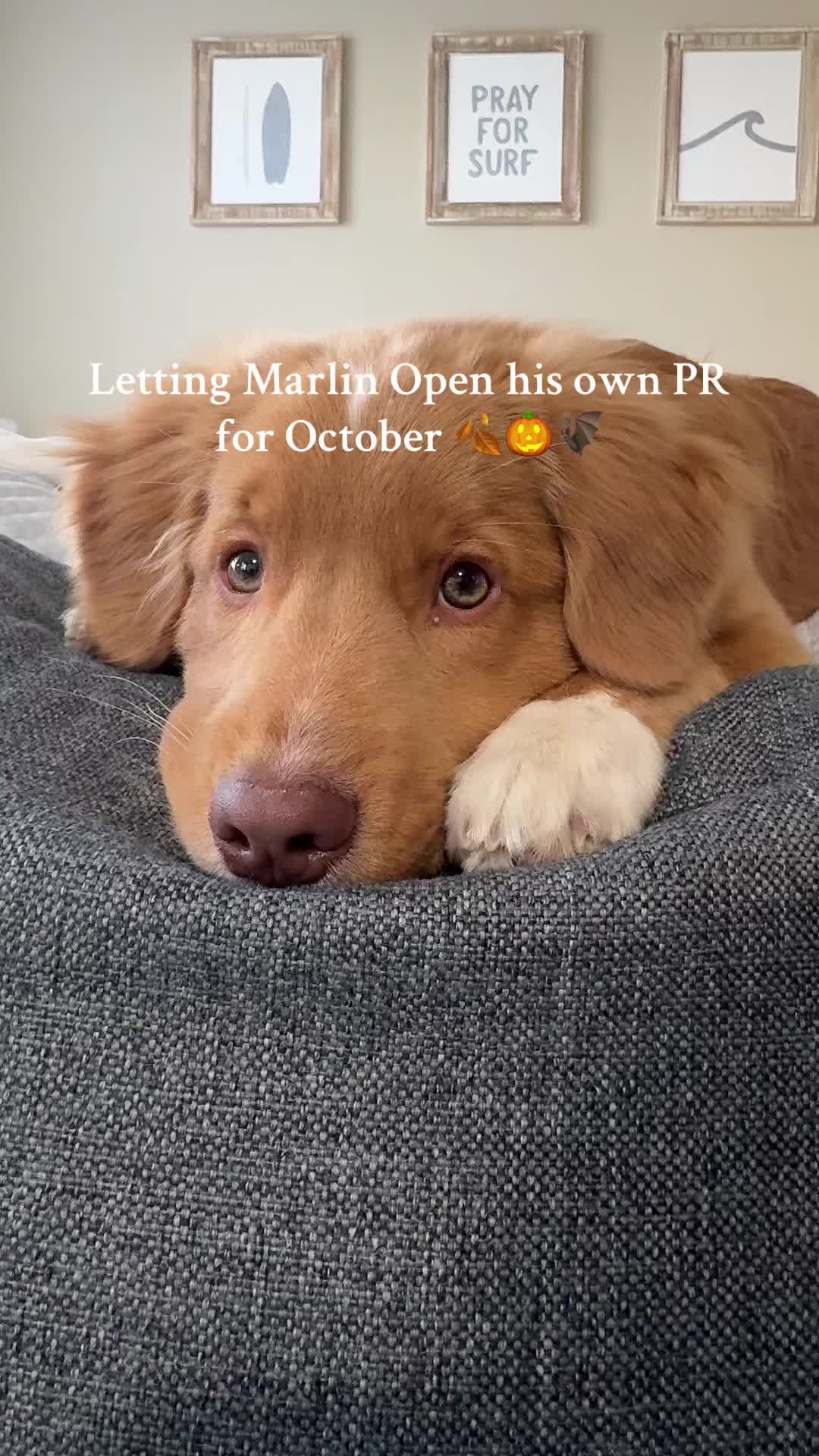 TikTok post by @bellascena for Benebone. Caption reads: Happy Pup #tiktokshopfalldealsforyou #benebone....