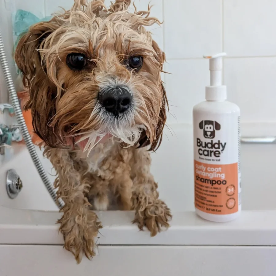 Instagram post by @welshmilo2024 for Buddycare Grooming. Caption reads: Monday makeover ✨ We used the Curly Coat....
