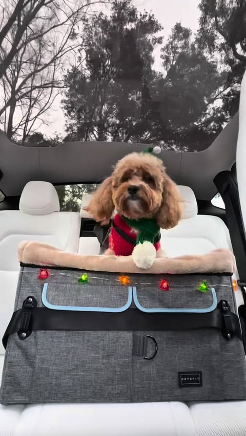 Instagram post by @lokipupmischief for Petsfit. Caption reads: Hi besties!👋 I've been gone because I was on a....