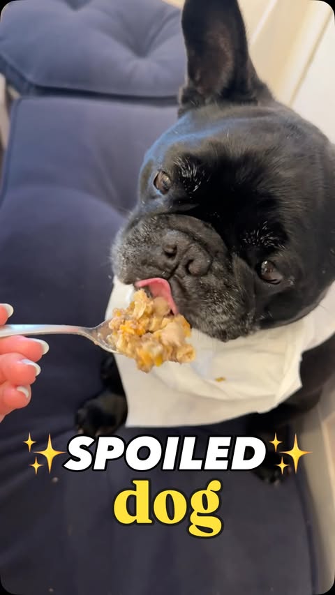 Instagram post by @oatiemeal for JustFoodforDogs. Caption reads: [...] a fine dining experience with....