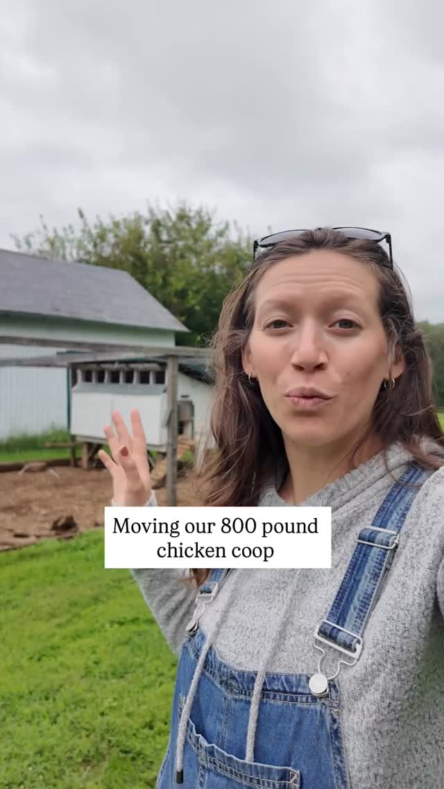 Instagram post by @masondixonacres for Scratch and Peck Feeds. Caption reads: [...] up with their favorite feed....