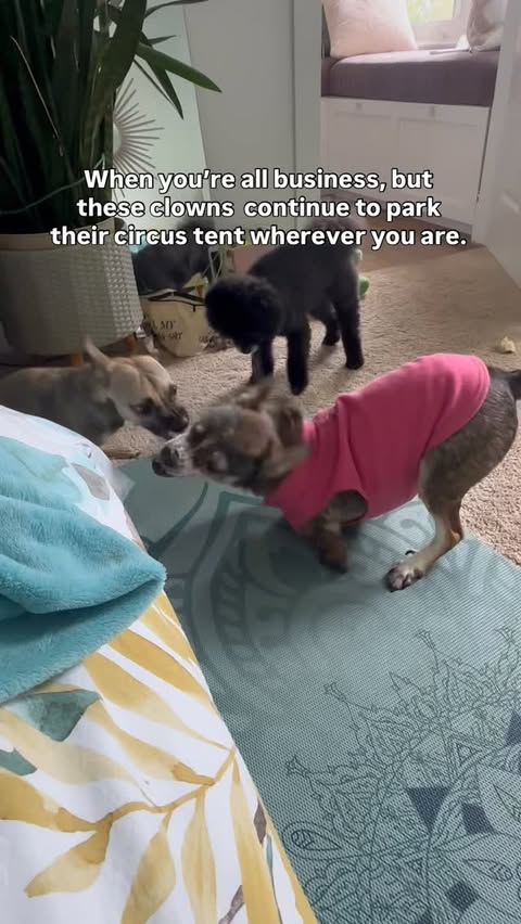 Instagram post by @amira.amiracle for LADbible. Caption reads: We always say that Charlie identifies as human,....