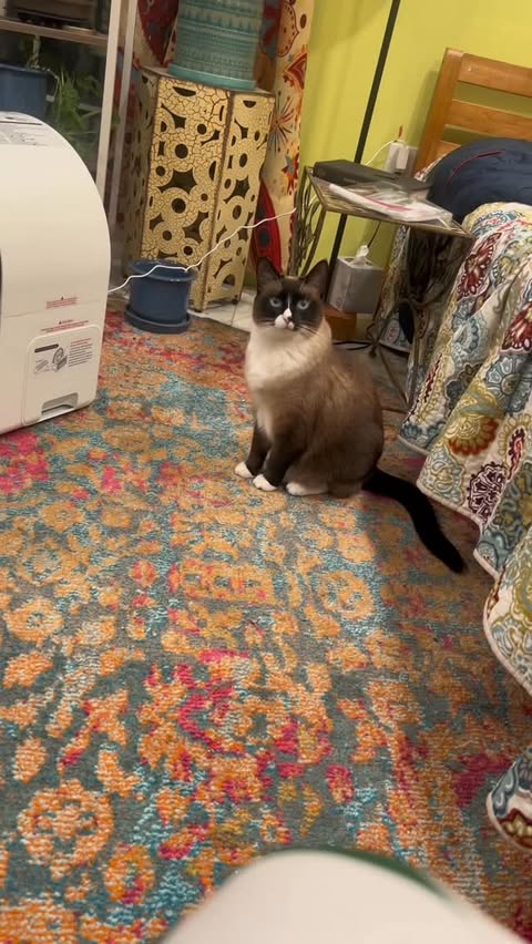 Instagram post by @thecatluminati for Uahpet. Caption reads: Obsessed with my new @uahpet_official....