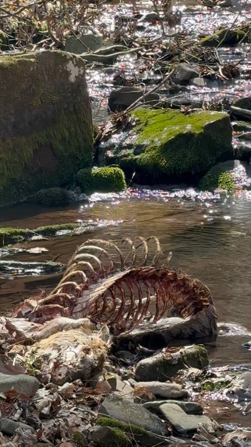 Instagram post by @adventure.with.t for LifeStraw. Caption reads: 🗣️shout out to @lifestraw because i drank two....