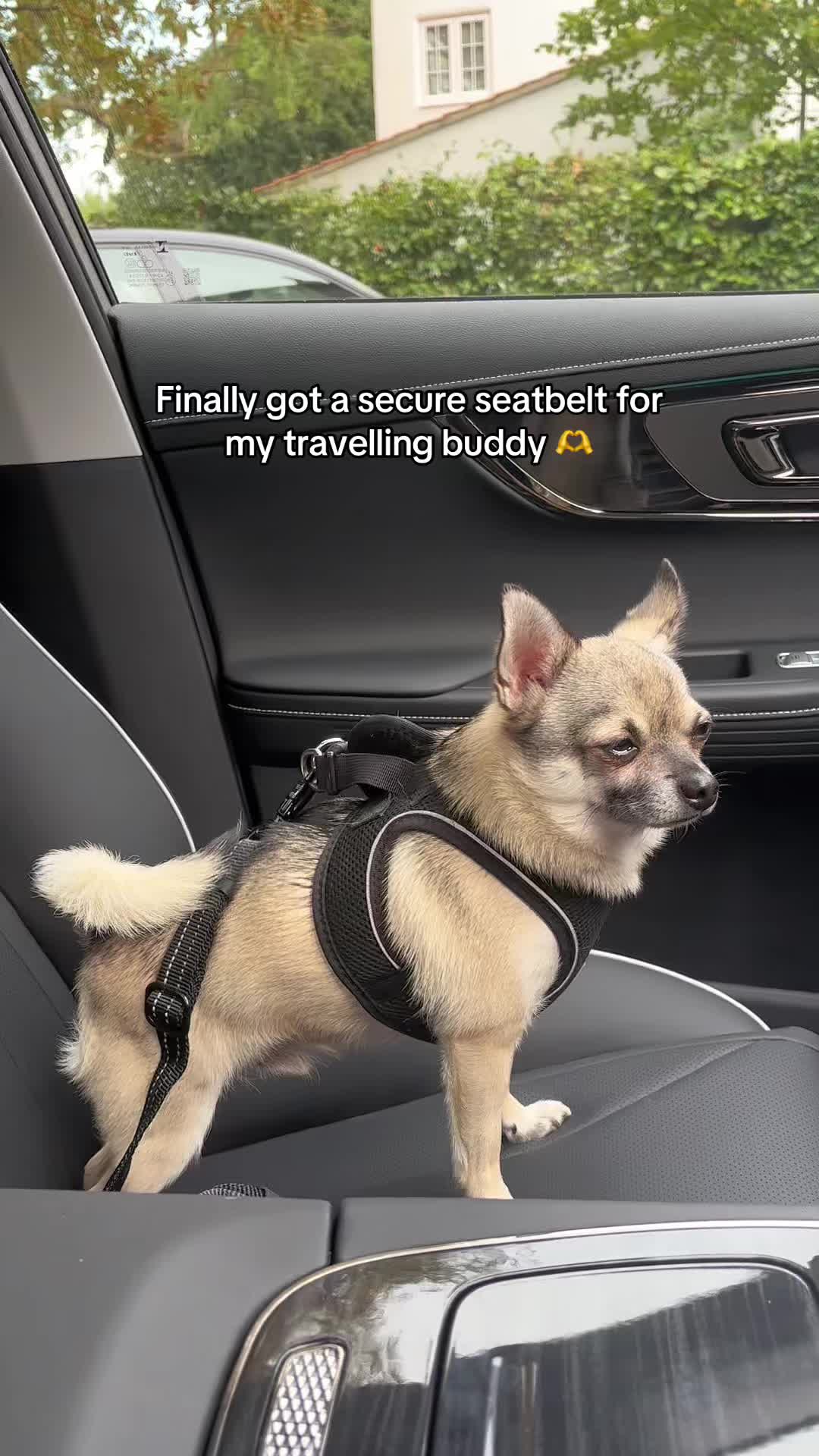 TikTok post by @dennis.the.pomchi for Pawaboo. Caption reads: So happy with this seatbelt!! @pawabooofficial....