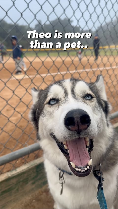 Instagram post by @thathuskytheo for Vetnique. Caption reads: Theo goes everywhere with us, he’s truly a part of....