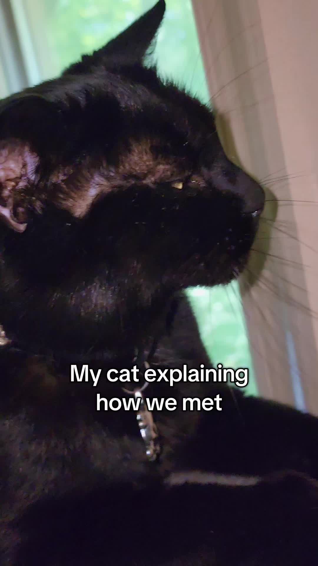 TikTok post by @onlocationshow for ARM and HAMMER. Caption reads: From "Taco" the shy, shelter cat to "Styrrkat" the....