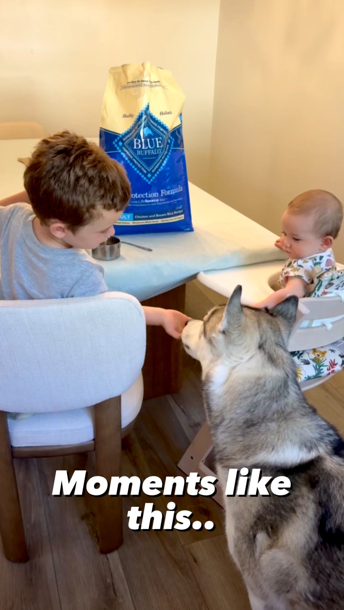 Instagram post by @thathuskytheo for Blue Buffalo. Caption reads: #BlueBuffaloPartner Theo is loved like family, so....