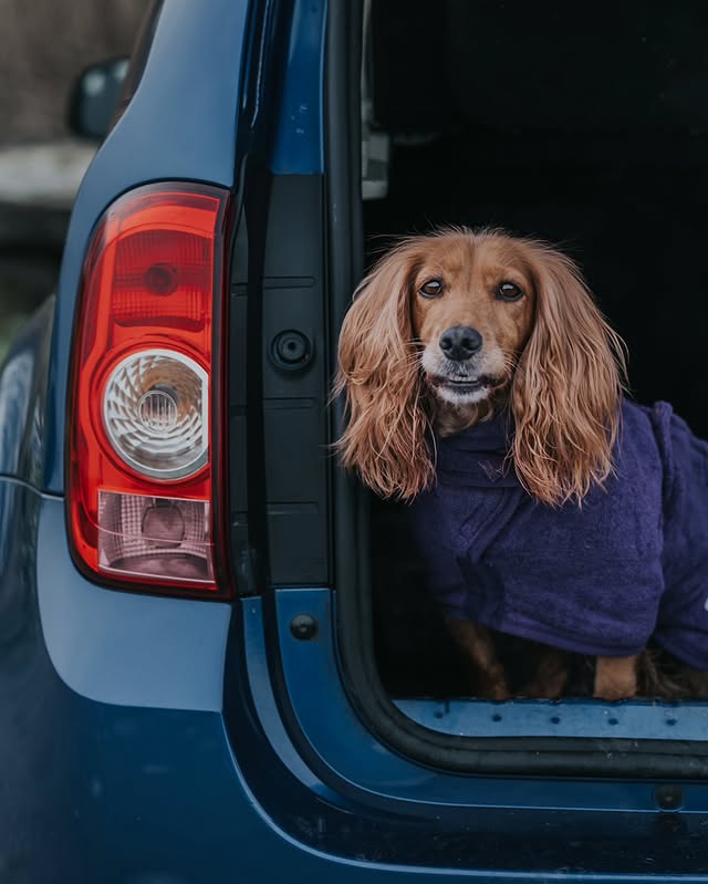 Instagram post by @woofwagwalk for Ruff and Tumble. Caption reads: [...] plenty of opportunities to wear our....