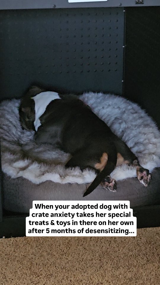 Instagram post by @maisythebarnhippo for Impact Dog Crates. Caption reads: I am so proud of Lottie! #ad When I started....