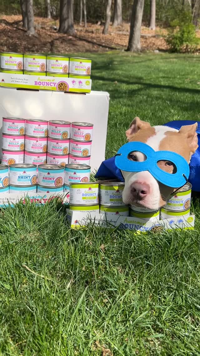 Instagram post by @polothepittie for Weruva. Caption reads: What would your dogs superpower be? 🦸....