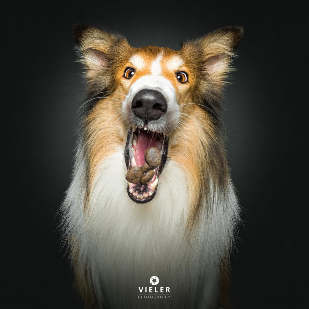 Instagram post by @vieler.photography for Josera Petfood. Caption reads: [...] Bandit in the Many Style. Thanks to....
