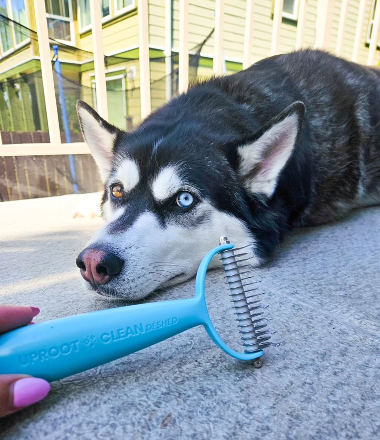Instagram post by @mistermaxthehusky for Uproot Clean. Caption reads: [...] out of me when she brushed me with....