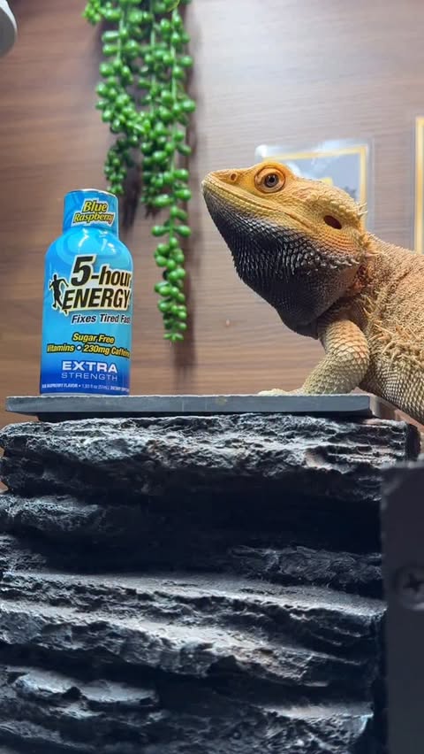 Instagram post by @whosagoodlizard for 5-hour ENERGY. Caption reads: Staying fueled all winter long with @5hourenergy....