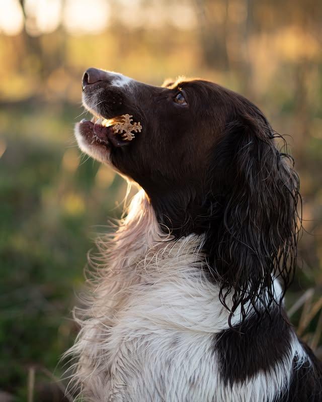 Instagram post by @jinky_springerspaniel for Pooch and Mutt. Caption reads: [...] soggy walks and treats on offer! The....