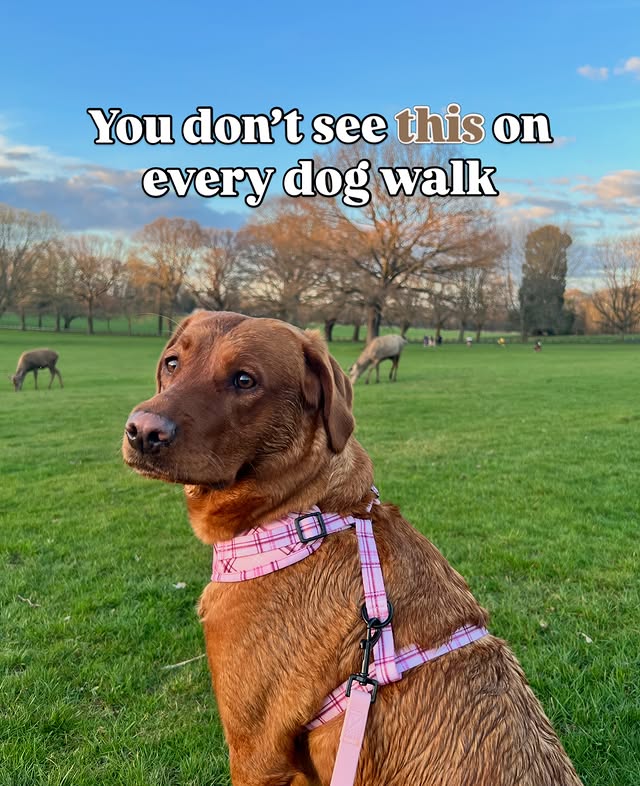 Instagram post by @foxredmarcy for Dog Furiendly - Dog Friendly Places. Caption reads: This is no ordinary dog walk… 🦌 Wollaton Park is....