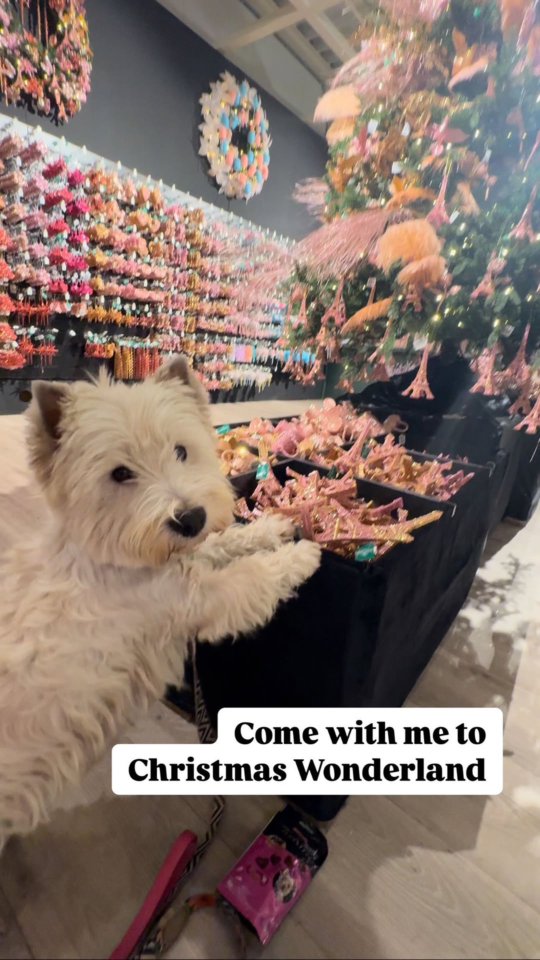 Instagram post by @forrest_the_westie for Barked by 9GAG. Caption reads: I guess I found Santa‘s 🎅 workshop in the....