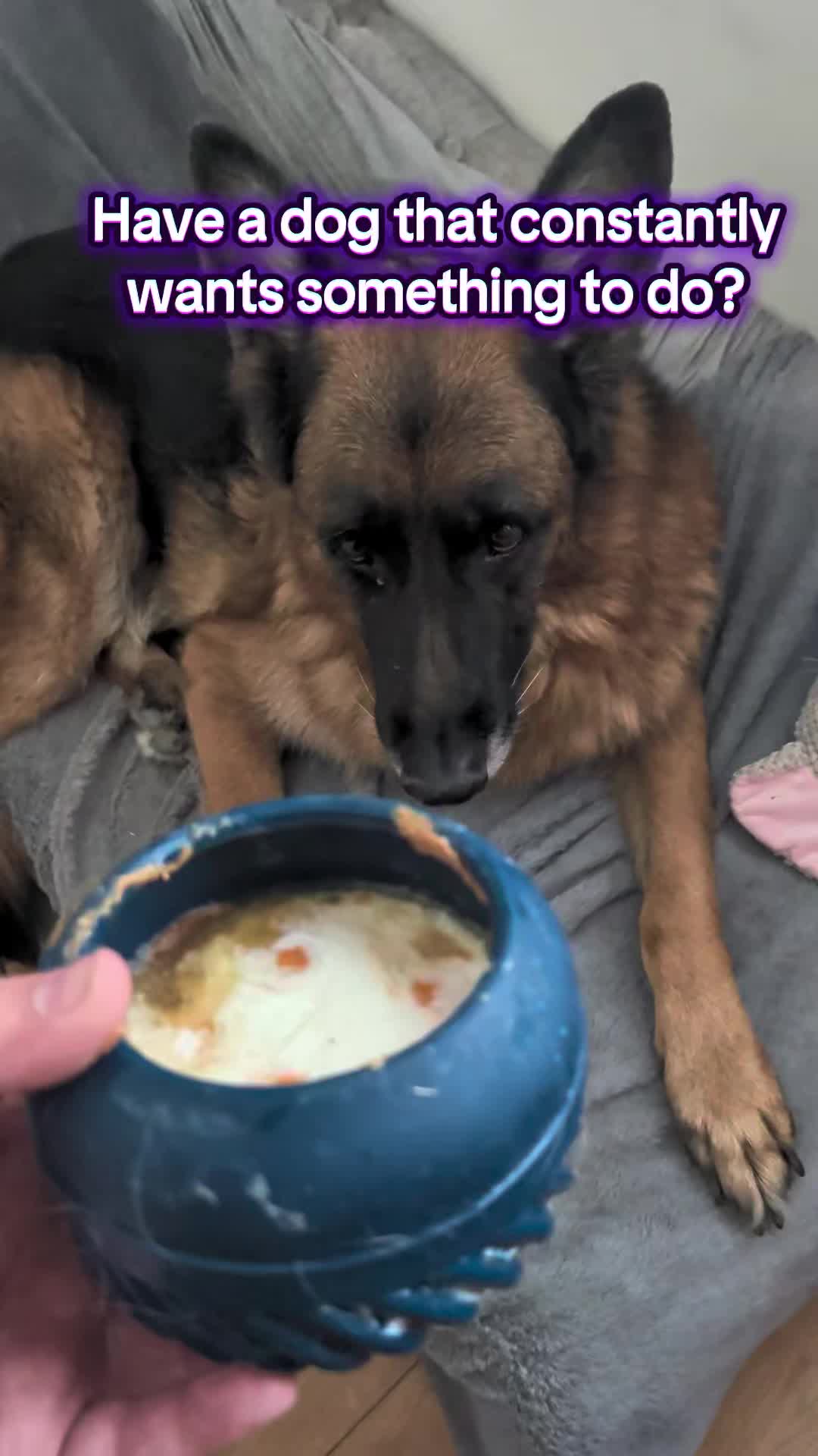 TikTok post by @katieanddogs for Freezbone. Caption reads: [...] always on the go. the Freezjumbo from....