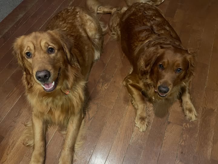 Instagram post by @hennythegolden for Fi. Caption reads: Friends furever!!🩵💗 #fiambassador Use code:....
