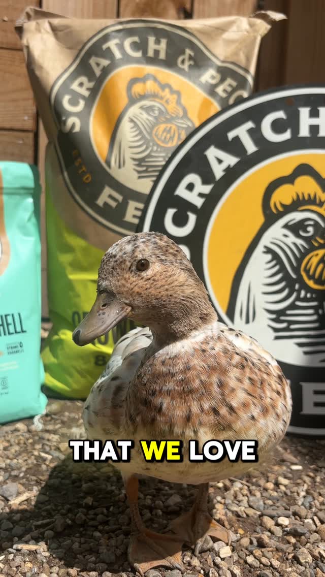 Instagram post by @cheez_and_quacker for Scratch and Peck Feeds. Caption reads: [...] with what you feed your flock!....