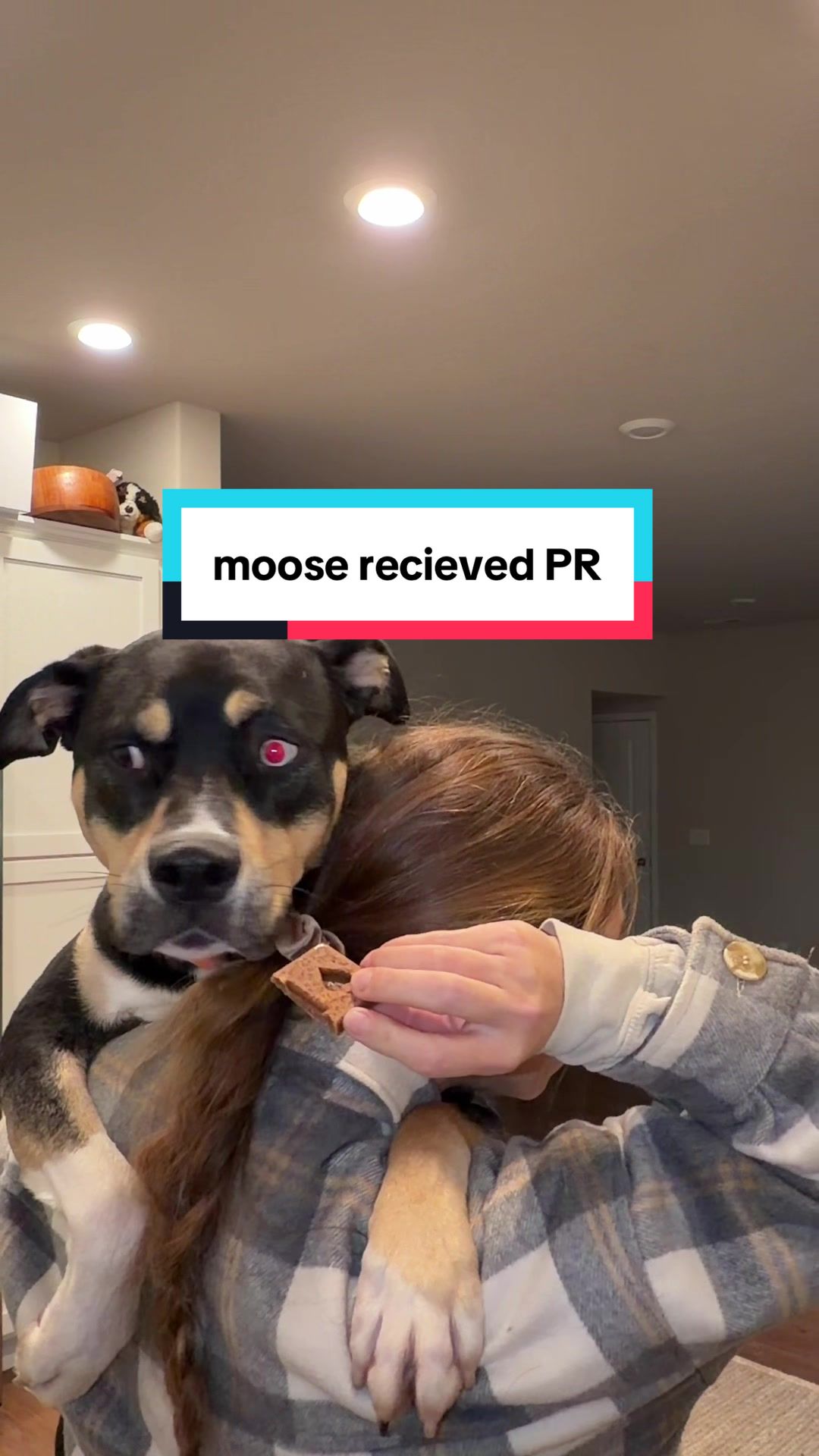TikTok post by @brayhodgins for Kradle. Caption reads: @Kradle MOOSE APPROVES OF HIS PR ❤️ [...].