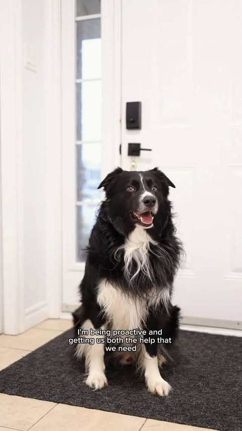 Instagram post by @curedbydogs for ADAPTIL Canada. Caption reads: [...] of year. I’ve been using @adaptilcanada in....