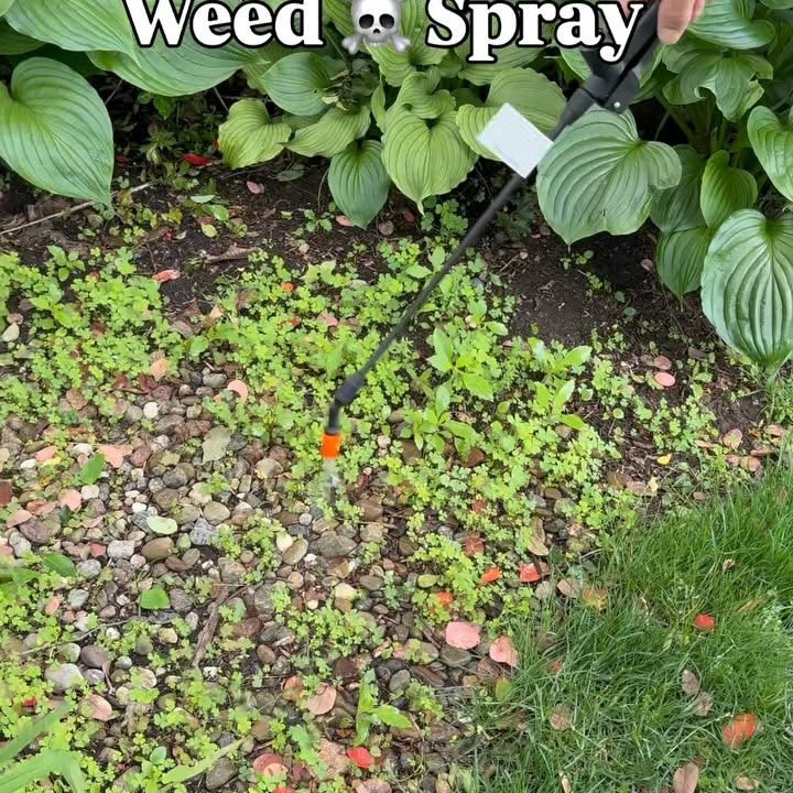 Instagram post by @kristyslifestyle for Dawn. Caption reads: Homemade Weed ☠️Spray 
Three ingredients and it....