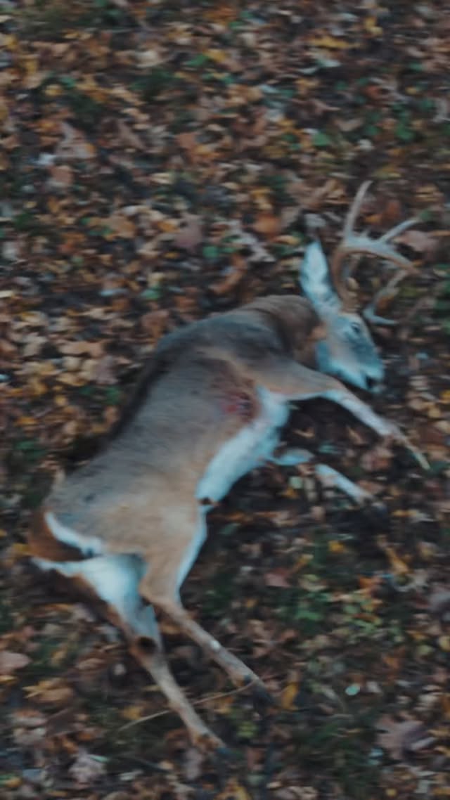 Instagram post by @whitetaillandmanagement for Vortex Optics. Caption reads: BIG BUCK BELLY SLIDE!! Full Hunt LIVE On YouTube!....