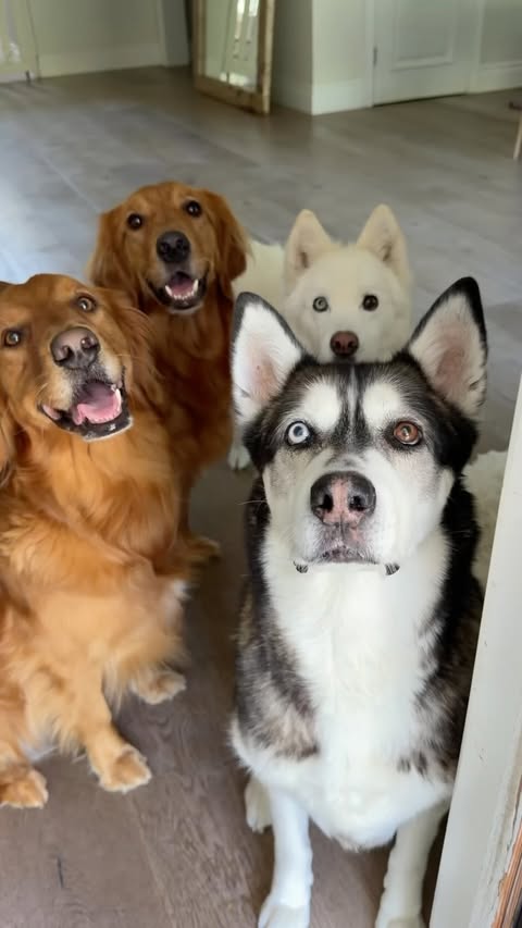 Instagram post by @joeygraceffa for Nature's Miracle. Caption reads: [...] too and that’s just life with dogs.....