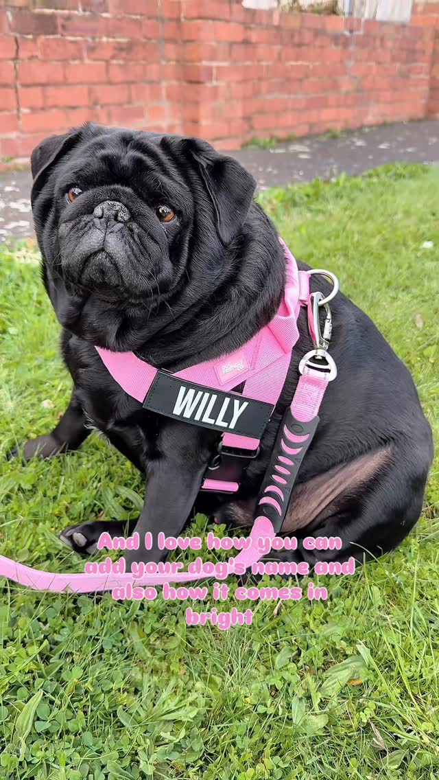 Instagram post by @rochelle.jaimee for Dog Friendly Co. Caption reads: [...] this Harness & Bungee lead set from....
