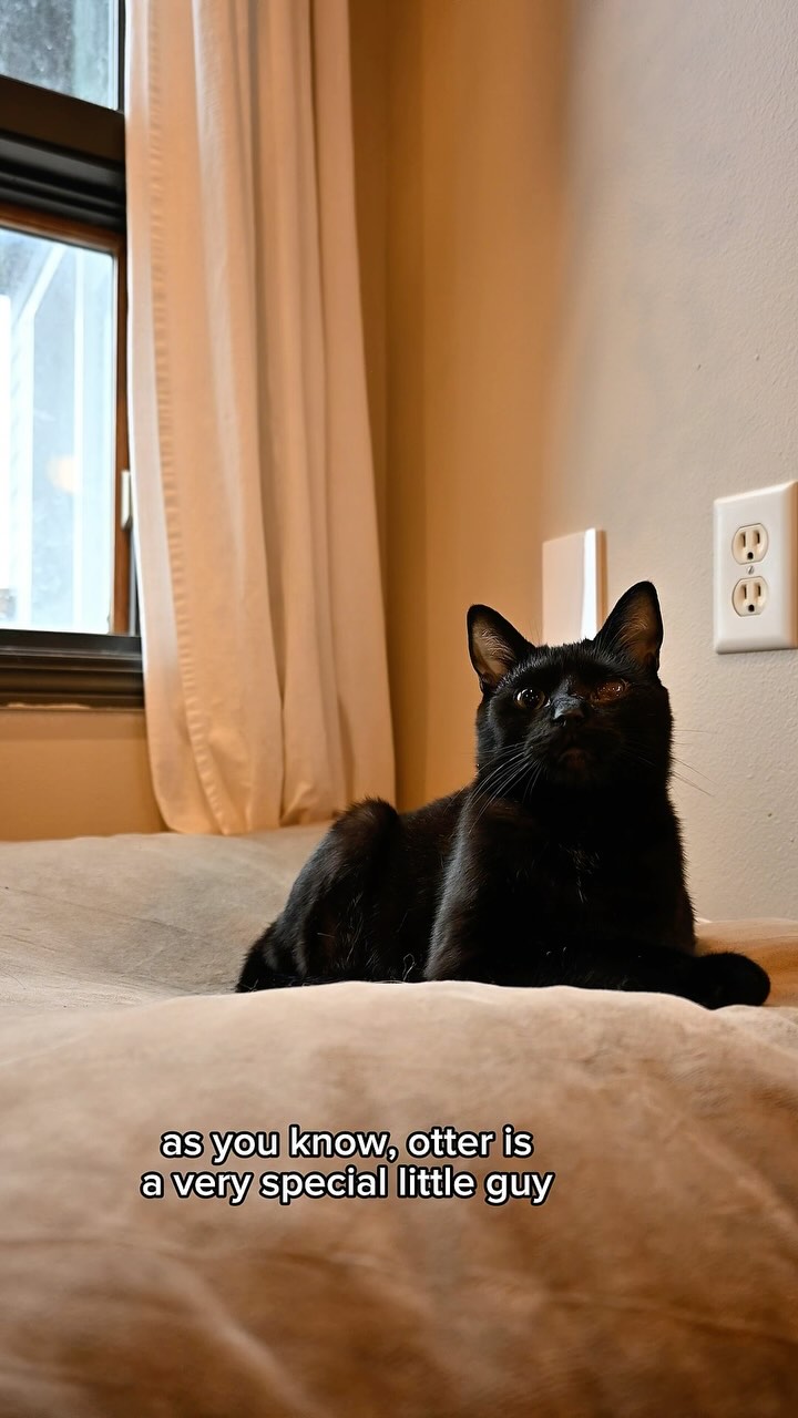 Instagram post by @iamgooseontheloose for Vetericyn. Caption reads: I love using @vetericyn Antimicrobial Feline....