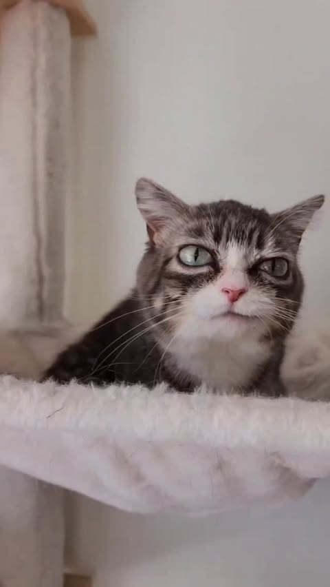 Instagram post by @winkythedwarfcat for Petkit. Caption reads: [...] smart litter box, I recommend PETKIT. Link....