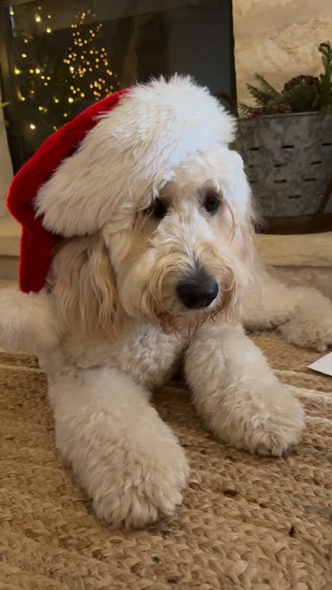 Instagram post by @mycozyporchandhome for Balsam Hill. Caption reads: Merry Christmas Eve Eve ✨
Letters to Santa are....