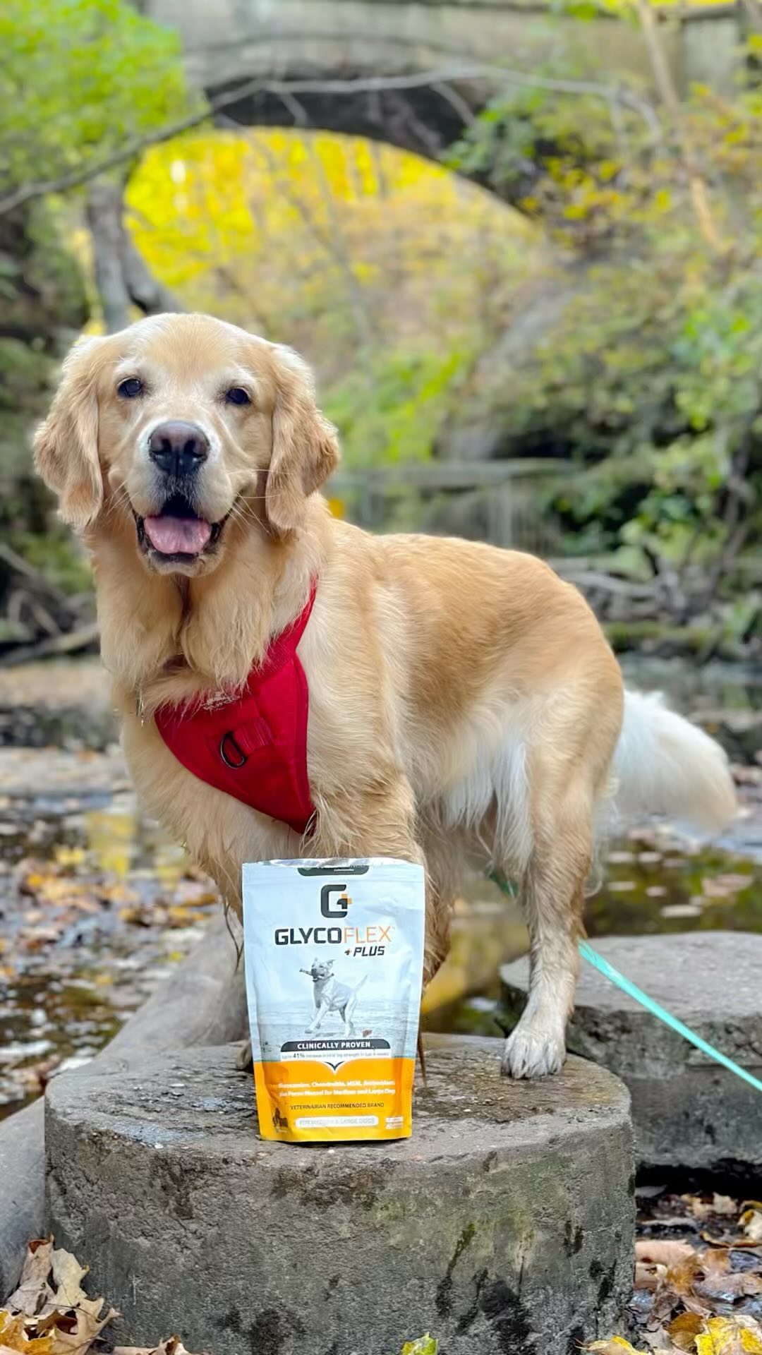Instagram post by @pearlthegoldenpup for VetriScience. Caption reads: We are soaking up fall by spending as much time as....