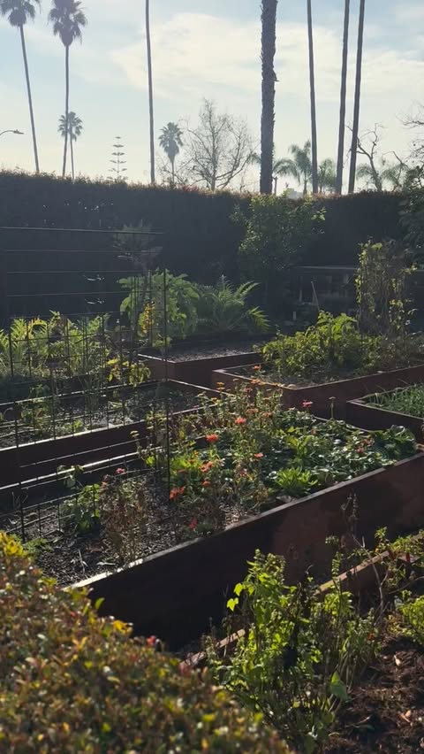 Instagram post by @carmeninthegarden for AG1. Caption reads: Getting the foundation right with @drinkag1 ☀️.