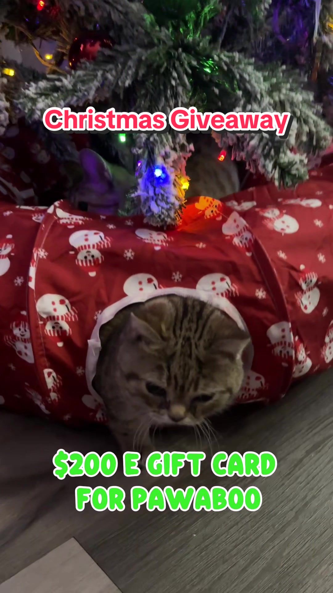 TikTok post by @melodyandjiggy for Pawaboo. Caption reads: We are the Day 4 partner of the Pawaboo 12 Days of....