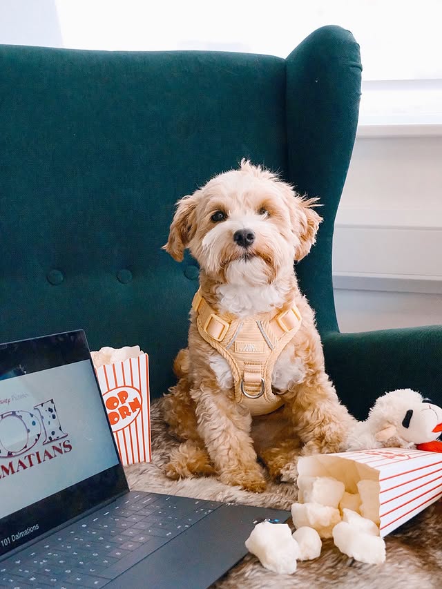 Instagram post by @beanybumble for More Years. Caption reads: Did someone say film day at work?! 🍿 It was bring....