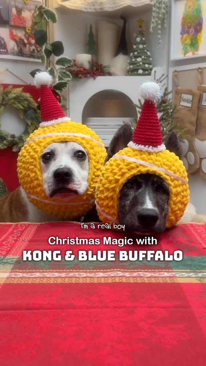 Instagram post by @sookieandivy for blue buffalo. Caption reads: Make your own Christmas magic this holiday season....
