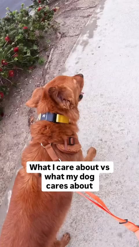 Instagram post by @chance_the_mini_golden for Fi. Caption reads: [...] etc. and he’s thinking about running,....