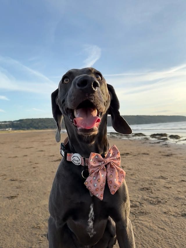 Instagram post by @weimaraner_blue_est2020 for Cookie & Chewkie. Caption reads: Introducing Cinderella Latte, the newness....