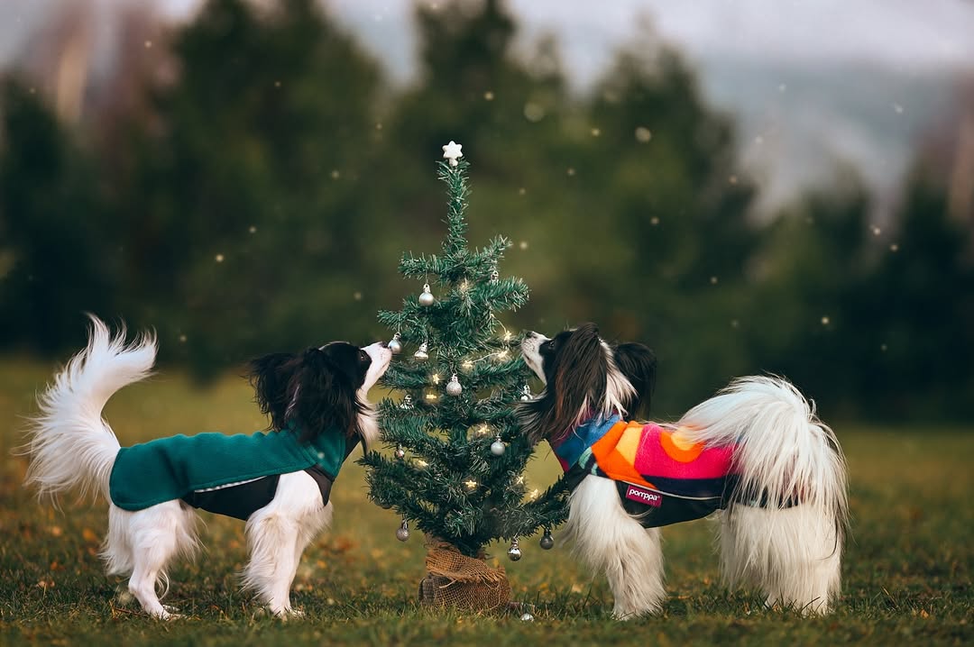 Instagram post by @ofsilkwings for Pomppa Dogwear. Caption reads: It‘s beginning to look a lot like Christmas - or....