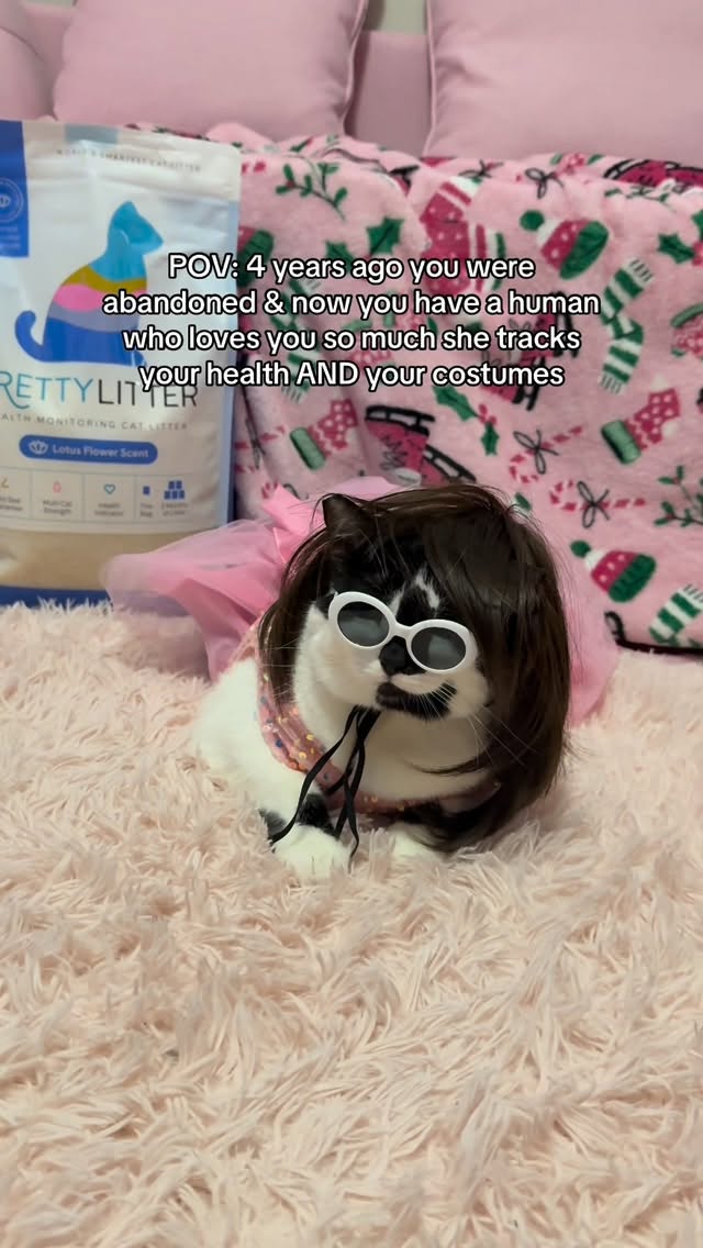 Instagram post by @mibicket for PrettyLitter. Caption reads: Which costume is your favorite??....