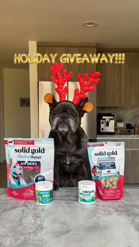 Instagram post by @winstonthefrenchiee_ for Solid Gold Pet. Caption reads: #ad GIVEAWAY ❌CLOSED❌WITH @solidgoldpets 🎁
Kibble....