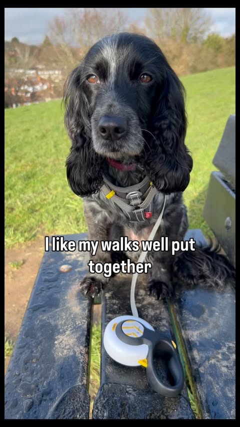 Instagram post by @dollythehearingdog for FidaPet. Caption reads: [...] stylish, very me 🐾🐾✨ Gifted by @fidapet....