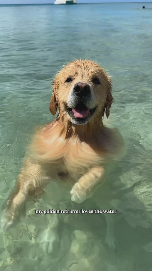 Instagram post by @drakethepupstar for Dog is Human. Caption reads: Drakes happiness > everything. 

I’d do anything....