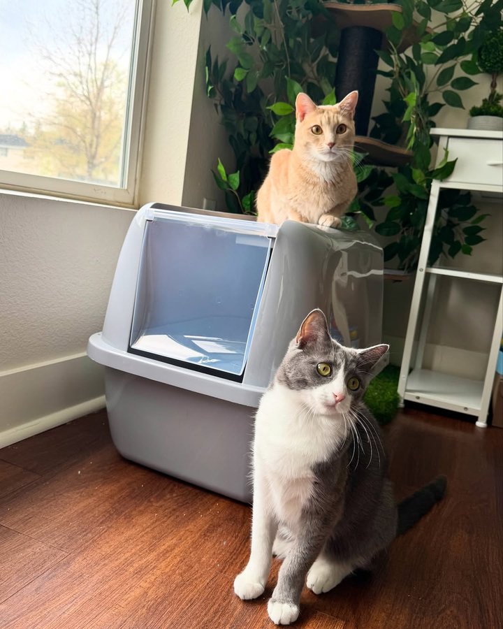 Instagram post by an influencer for Van Ness Pet Products. Caption reads: Excuse us meow!! Do you love our new enclosed Cat....