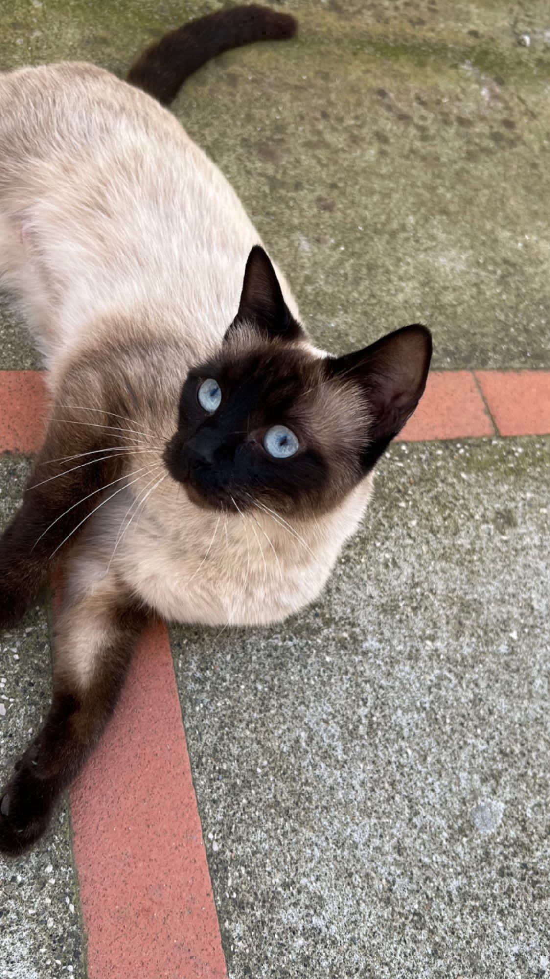 Instagram post by @saroaab for CYBEX. Caption reads: AD|| In collaboration with @cybex_global🖤  The....