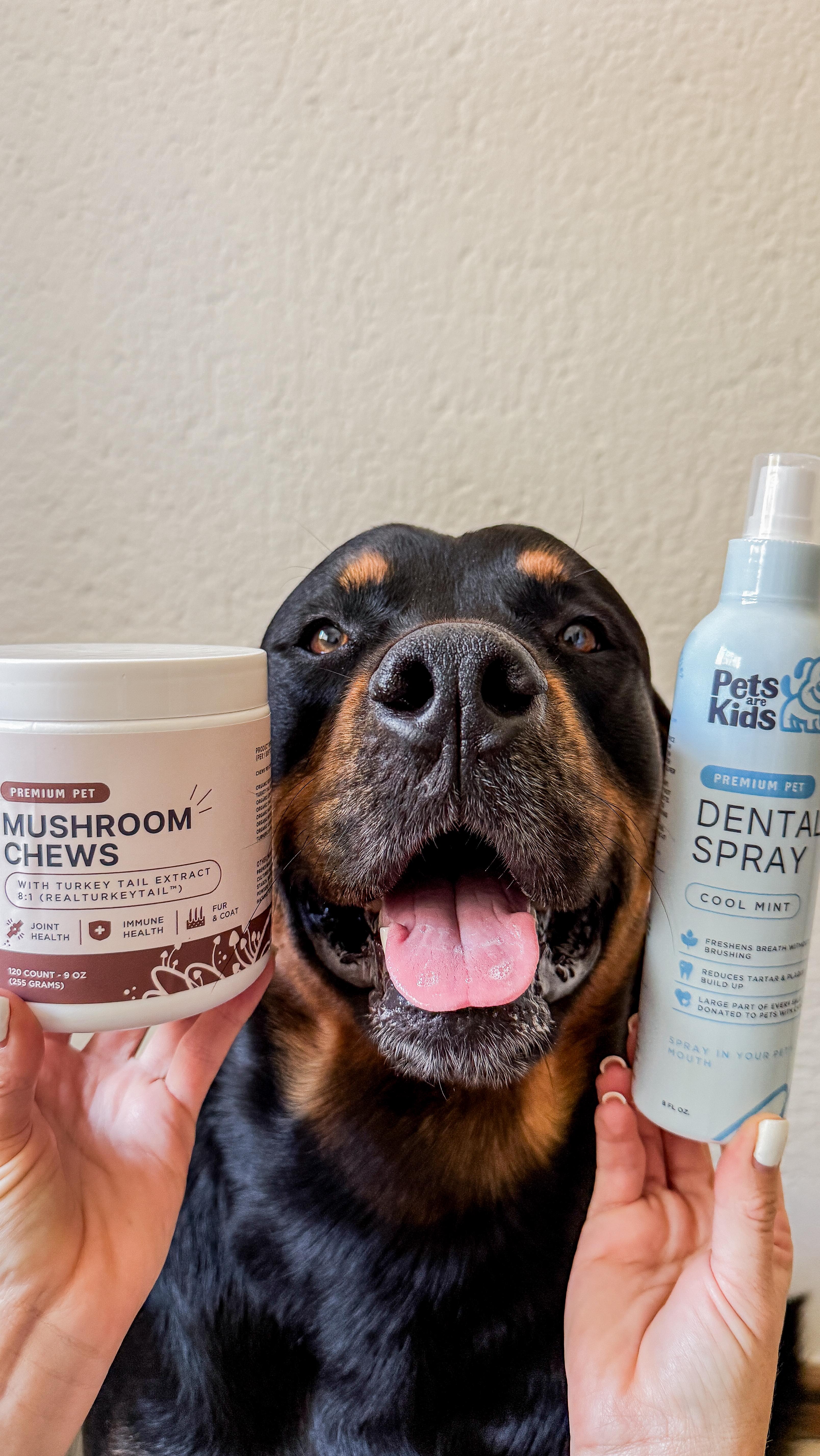 Instagram post by @stylish_paws for Barked by 9GAG. Caption reads: Because Pets Are Kids Too 👌 

Get 20% off with....